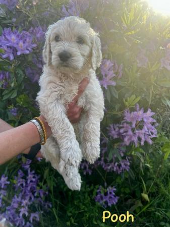 Image 9 of Goldendoodle Puppies for sale