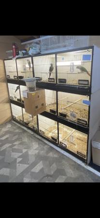 Image 3 of Lima double breeding cages