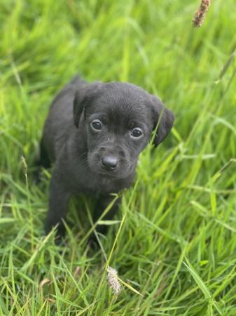 Image 5 of Black Labrador puppies boys and girls