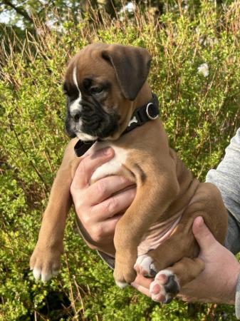 Image 9 of Beautiful boxer puppies ready to leave this weekend!