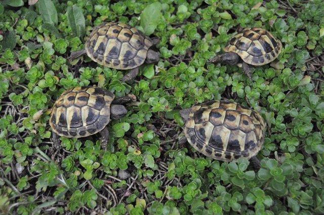 Image 4 of More than one year old little tortoises are ready to go