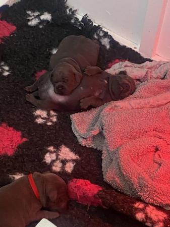 Image 6 of Kc Blue Staffordshire bull terrier pups Ready now
