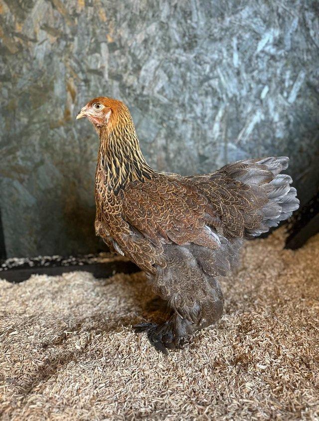 Preview of the first image of Brahma hens at point of lay ready to reserve.