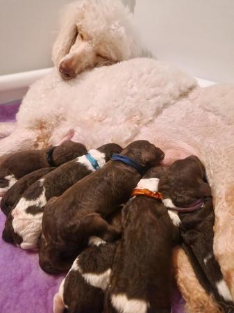 Image 4 of Gorgeous Brown Parti Standard Poodle Puppies Ready Now