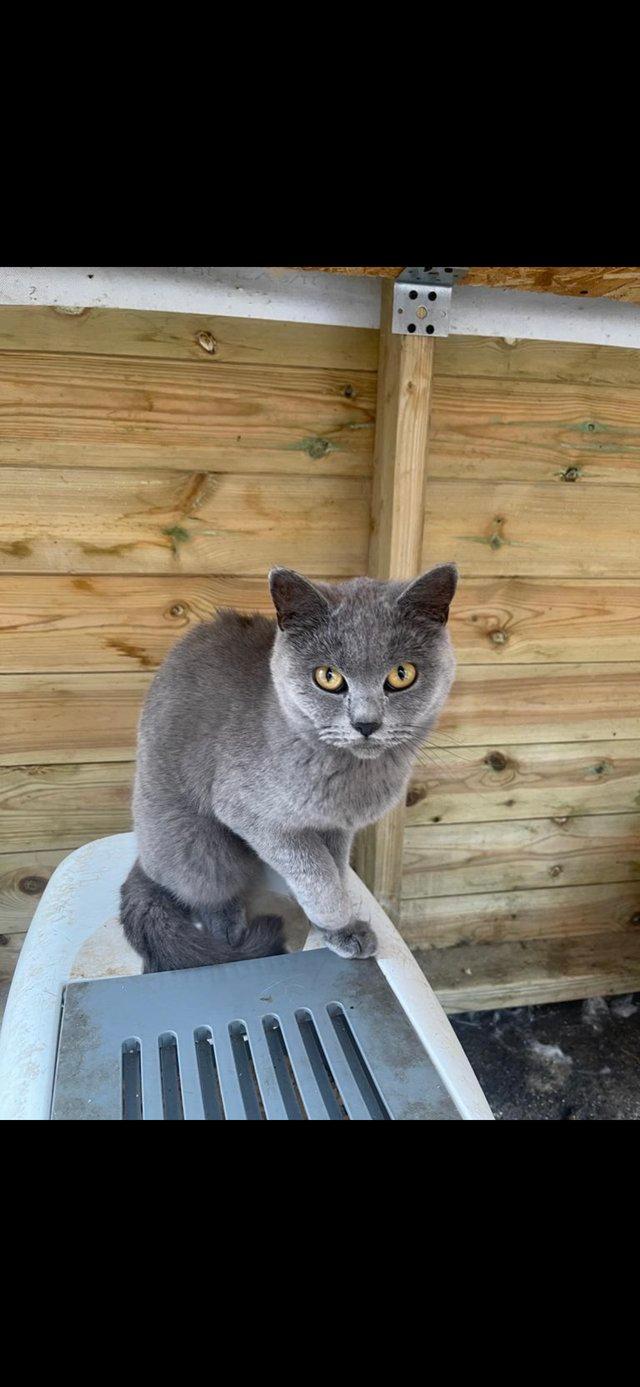 Preview of the first image of Blue British shorthair rehome.