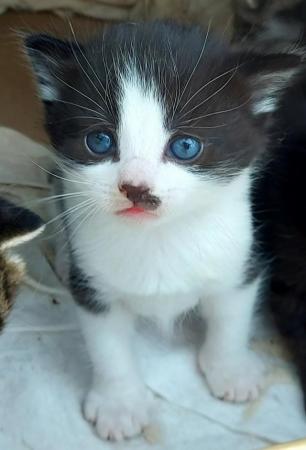 Image 7 of Beautiful Well-handled Kittens: Tabby,Black, White