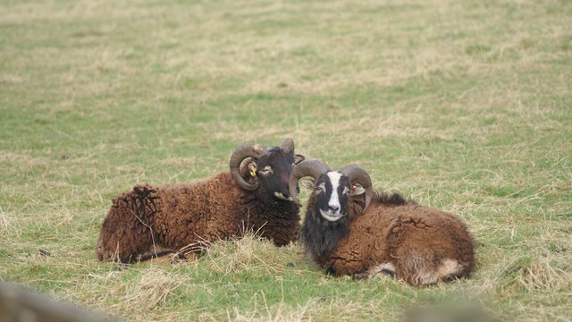 Image 3 of Proven Soay Rams, Born2022