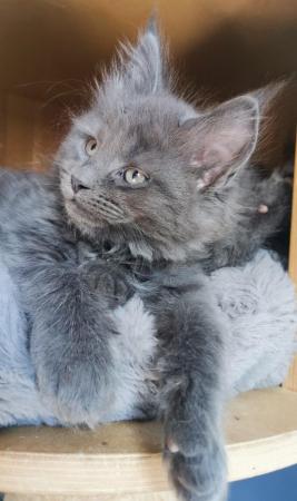 Image 5 of Maine Coon kittens. Registered. Health tested
