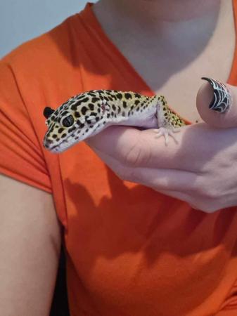 Image 6 of 1 year old male leopard gecko with full setup