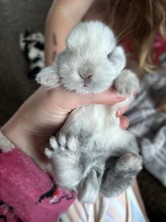 Image 10 of READY NOW Pure Mini Lop Babies,
