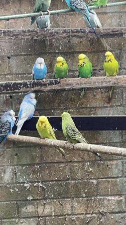 Image 2 of Cute cuddly Tame budgies Peterborough