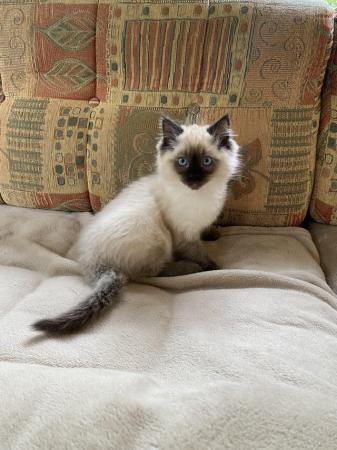 Image 13 of Pedigree, Registered, DNA tested Ragdoll kittens