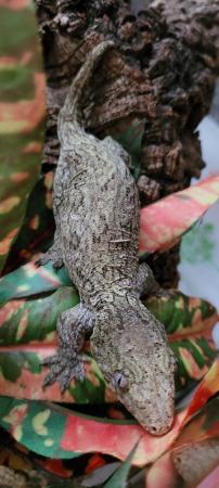 Image 4 of Leachianus gecko female CB Nov 23 Moro x Pine island