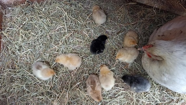 Preview of the first image of Yellow, Brown, and Black Brahma Cross Chicks.