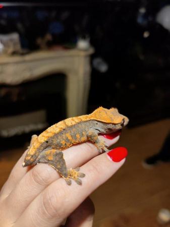 Image 15 of baby crested Geckos for sale..
