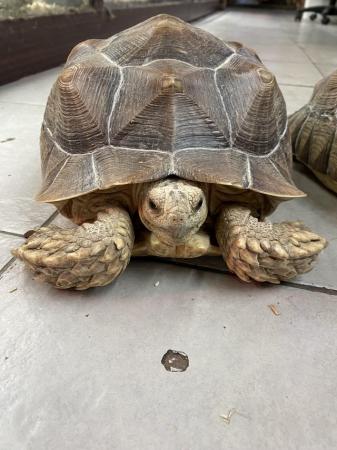 Image 5 of 2021 Sulcata tortoises £350 Each or £600 Both