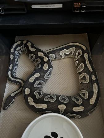 Image 8 of Various royal pythons for sale