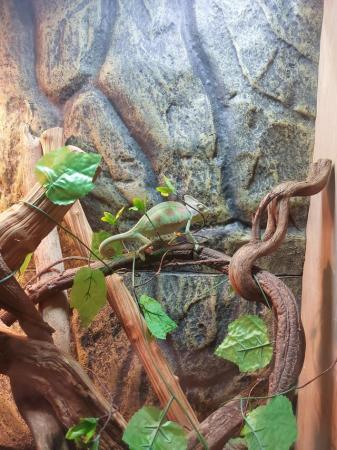 Image 5 of 7 month old male veiled chameleon