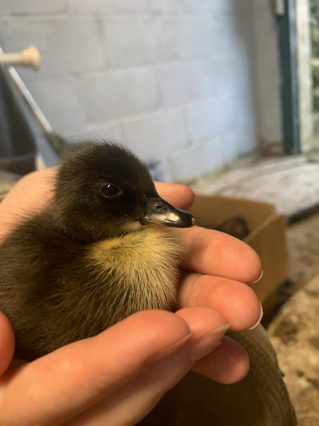Preview of the first image of 4 Week Old Khaki Campbell x Runner ducklings.