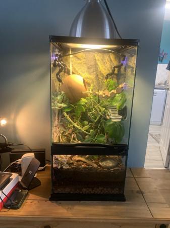 Image 9 of Crested Gecko plus full bio tank setup