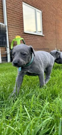 Image 8 of KC Registered blue whippet puppies