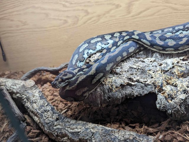 Preview of the first image of Two juvenile Carpet pythons.