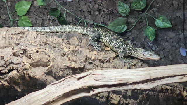 Preview of the first image of Stunning Mangrove Monitor.