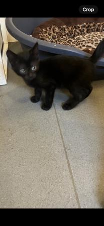 Image 4 of 9week old black male kitten