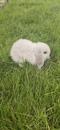 Image 4 of 2 Beautiful Female Mini Lop Rabbits