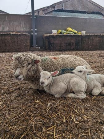 Image 3 of Pedigree Ryeland ewes with lambs at foot