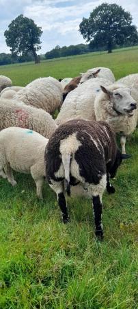 Image 2 of Dutch Spotted Ram Lamb for sale