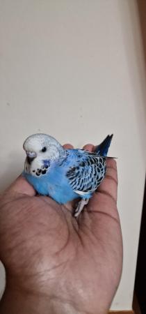 Image 3 of Handeared and tame Budgie babies for sale