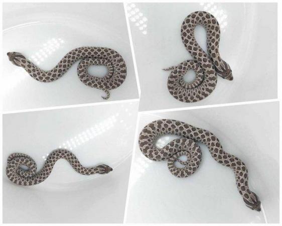 Image 3 of Male Hognose Snakes 2023 - Albino, Axanthic, Snow, & Hets