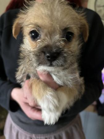 Image 5 of Jack Russell /Shih Tzupuppies for sale