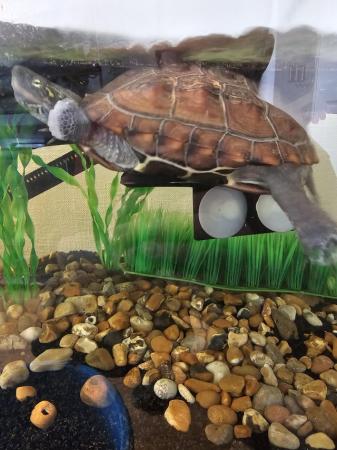 Image 5 of 3 year old female reeves' turtle with tank etc