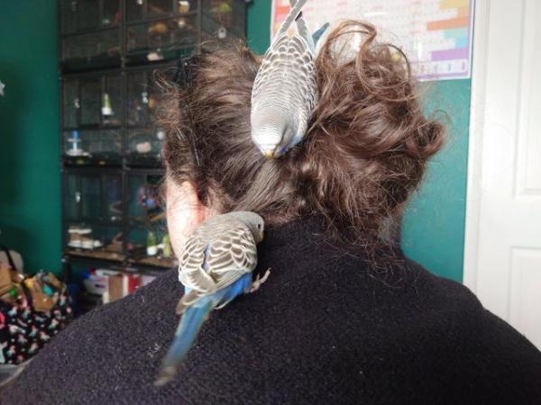 Image 10 of Hand reared silly tame baby budgie for sale