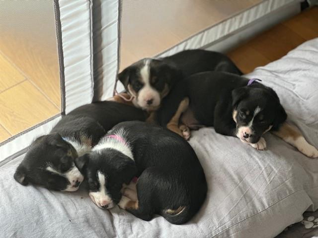 Preview of the first image of Beautiful Tri-colour Staffy x Collie Puppies for sale.
