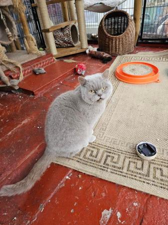 Image 4 of British Shorthair -Lilac Queen for sale