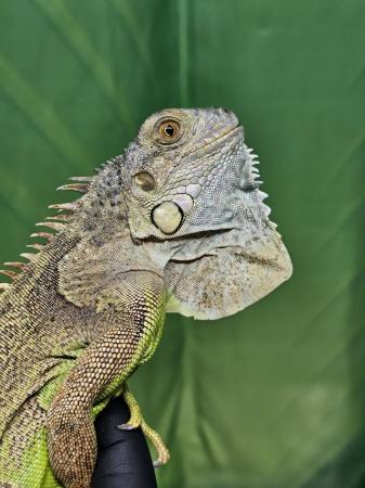 Image 5 of Grown on Baby green iguanas