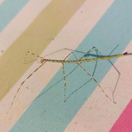 Image 2 of RARE Togian Island Stick Insects (Ramulus togianense)