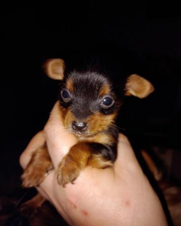 Image 5 of Yorkshire terrier puppies for sale.