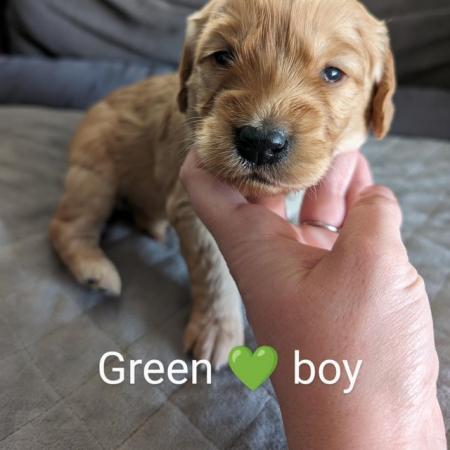 Image 6 of Miniature Labradoodle Puppies