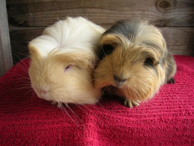 Preview of the first image of Beautiful bonded pair of baby guinea pig boys.