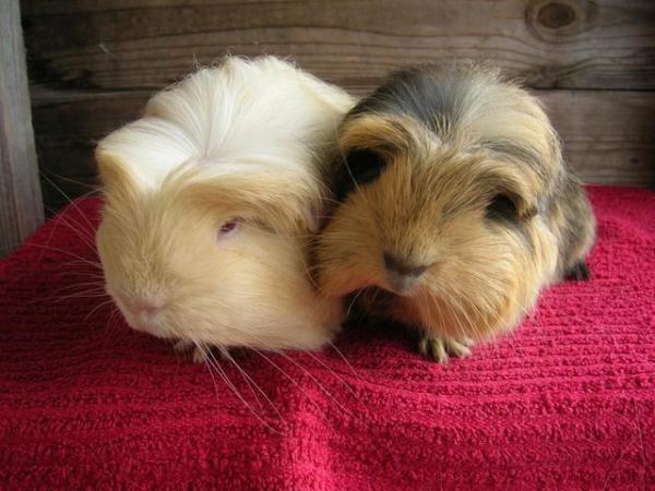 Image 1 of Beautiful bonded pair of baby guinea pig boys