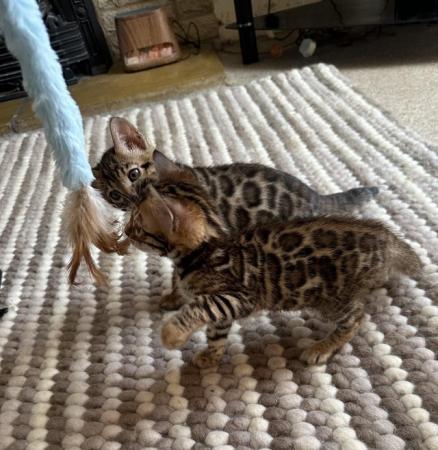 Image 11 of 5 generation TICA registered bengal kittens for sale.