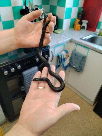 Image 3 of Mexican black King snake 6 months old