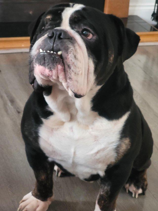Preview of the first image of 4yr old olde english bulldogge.