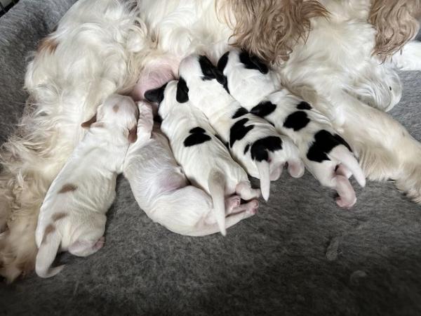 Image 22 of Show Cocker Puppies (KC Registered and fully health tested)
