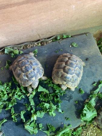 Image 4 of Spur- thighed tortoise For Sale