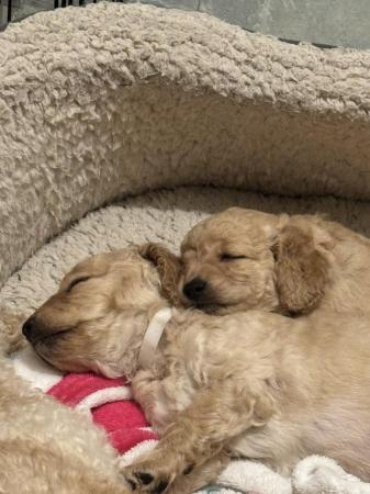 Image 7 of Cavapoo puppy ready on 3rd of may